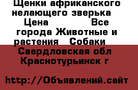 Щенки африканского нелающего зверька  › Цена ­ 35 000 - Все города Животные и растения » Собаки   . Свердловская обл.,Краснотурьинск г.